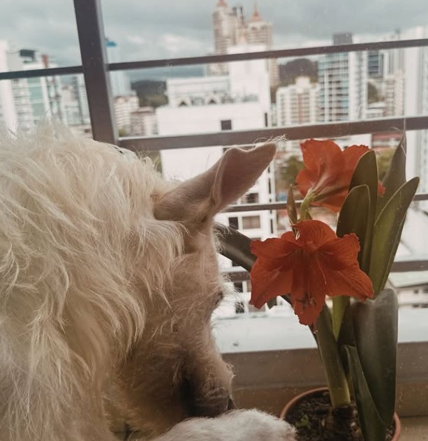 View from an El Cangrejo apartment: a dog touches a plant on the balcony overlooking the Panama City skyline
